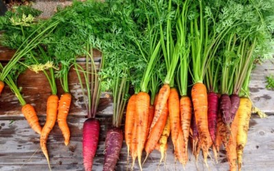 Carrots: Sweet and Colorful