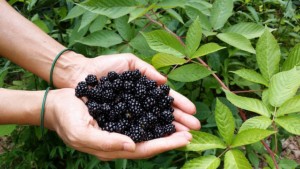 handful of blackberries