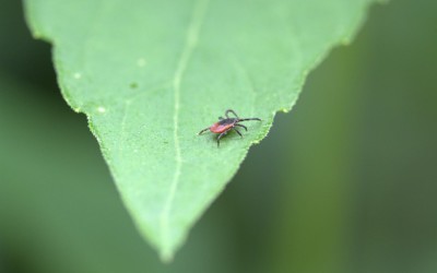 The Best Defense Against Lyme Disease