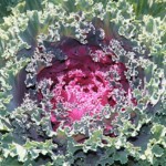 decorative kale