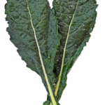 Dinosaur kale leaves