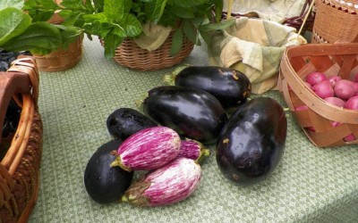 Eggplant: the Berry that Adapts