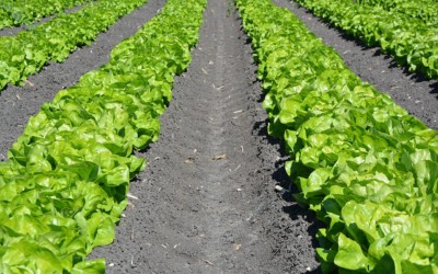 What’s Lurking in Your Lettuce?