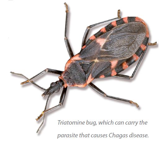 The Dangerous Bugs That May Be In Your Home 