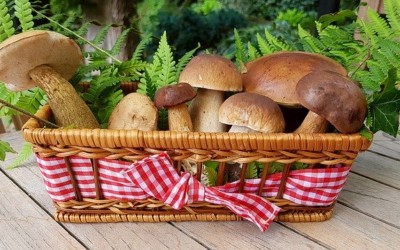 Mushrooms: Packed with Nutrients