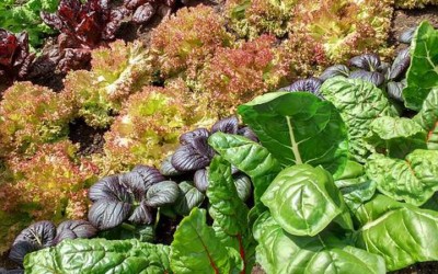 The 12 Types of Lettuce