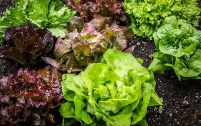 Lettuce: Leafy, Healthy, and Delicious!