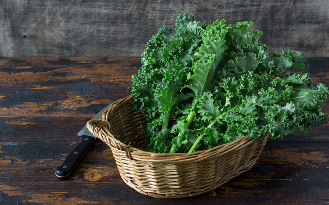Fresh organic curly kale leaves in a basket with cook knife behi
